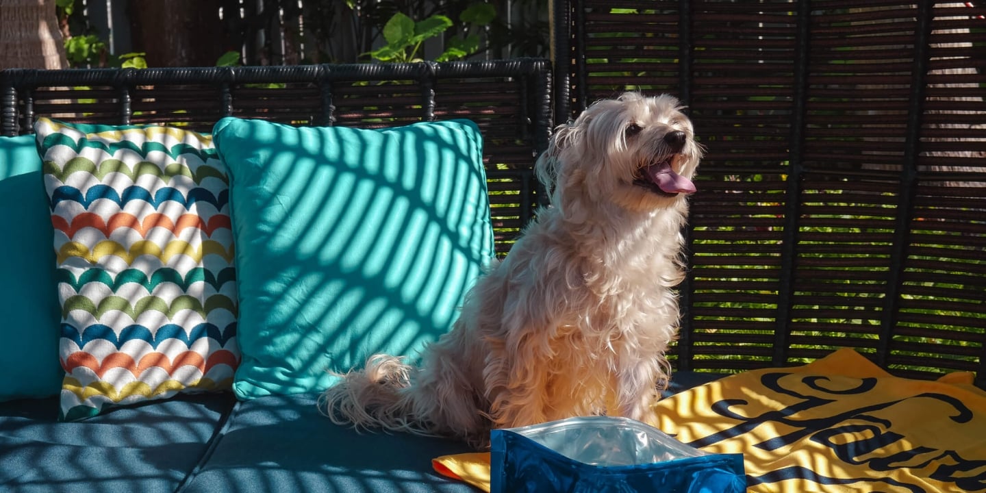 A dog standing on the sofa in the woven gazebo next to a goodie bag