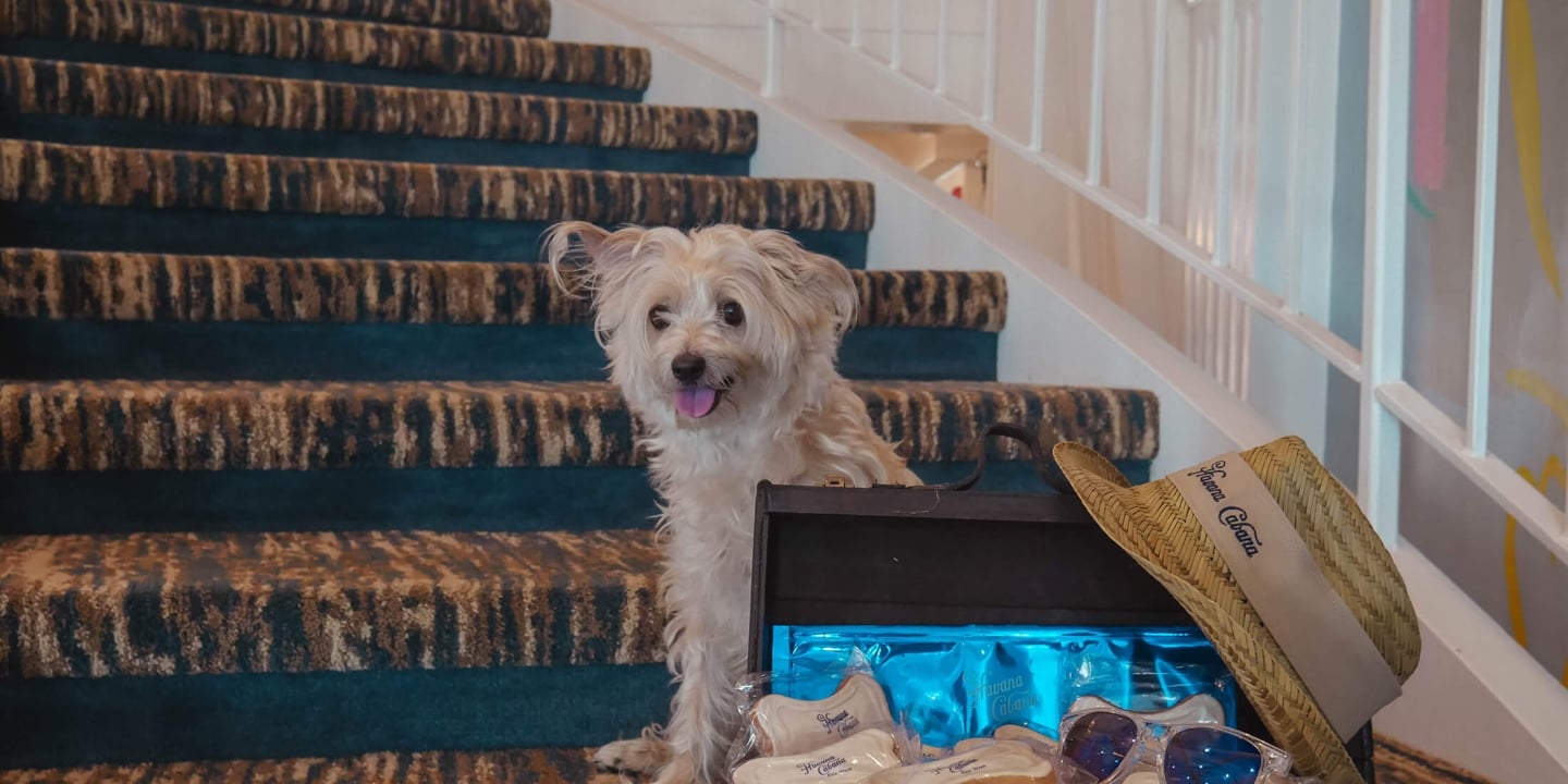 Dog sitting on stairs with a box filled with dog biscuits, floor mat, sunglass and a hat placed on the top right corner of the box